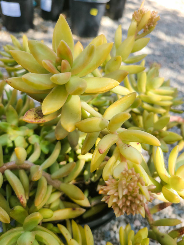 Coppertone Stonecrop