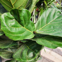 Fiddle Leaf Fig