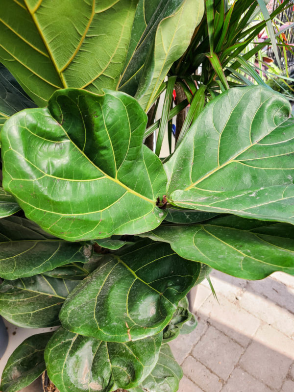 Fiddle Leaf Fig