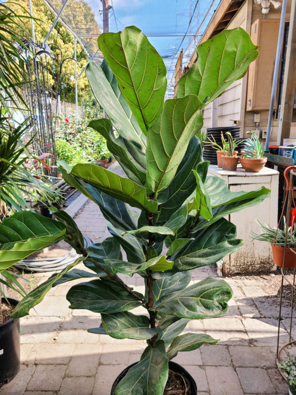 Fiddle Leaf Fig