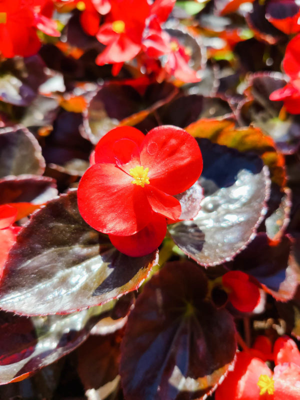 Begonia