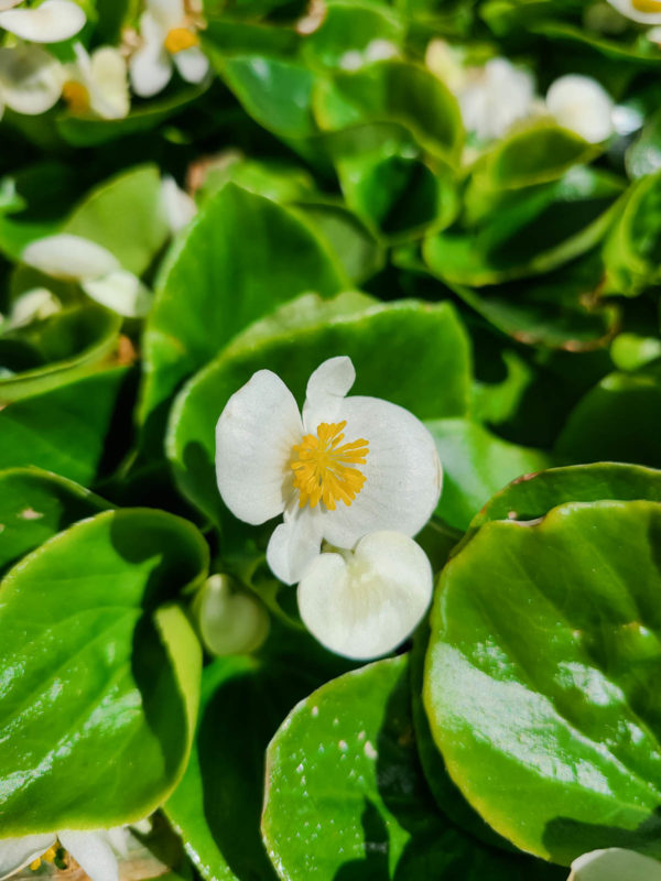 Begonia