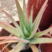 Medicinal Aloe Vera