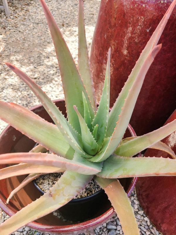 Medicinal Aloe Vera