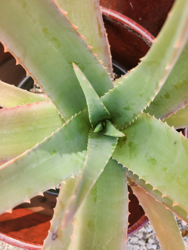 Medicinal Aloe Vera