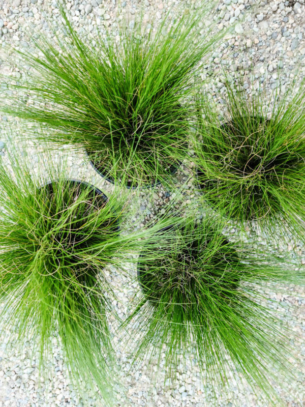 Mexican Feather Grass