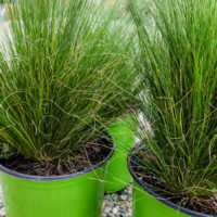 Mexican Feather Grass
