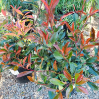 Fraser's Photinia'