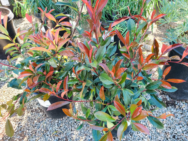 Fraser's Photinia'