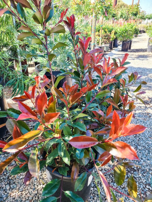 Fraser's Photinia'