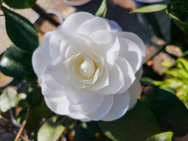 Nuccio's Gem Camelia