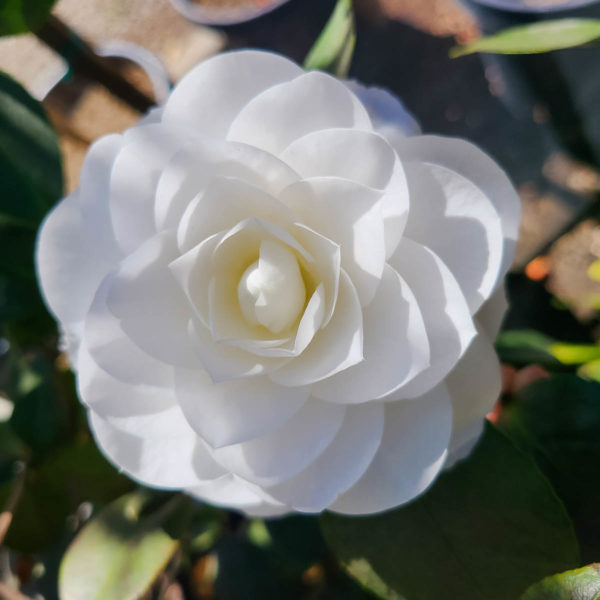 Nuccio's Gem Camelia