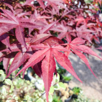 Bloodgood Japanese Maple