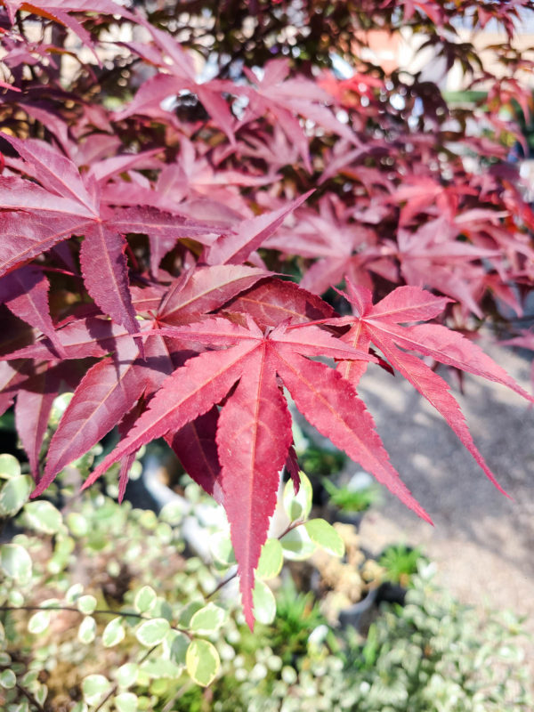 Bloodgood Japanese Maple