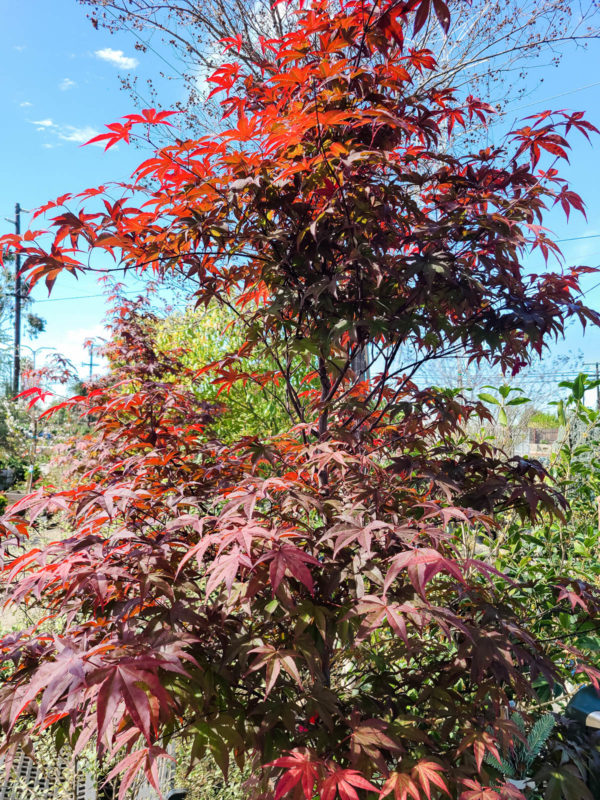 Bloodgood Japanese Maple