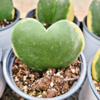 Sweetheart Hoya Variegated