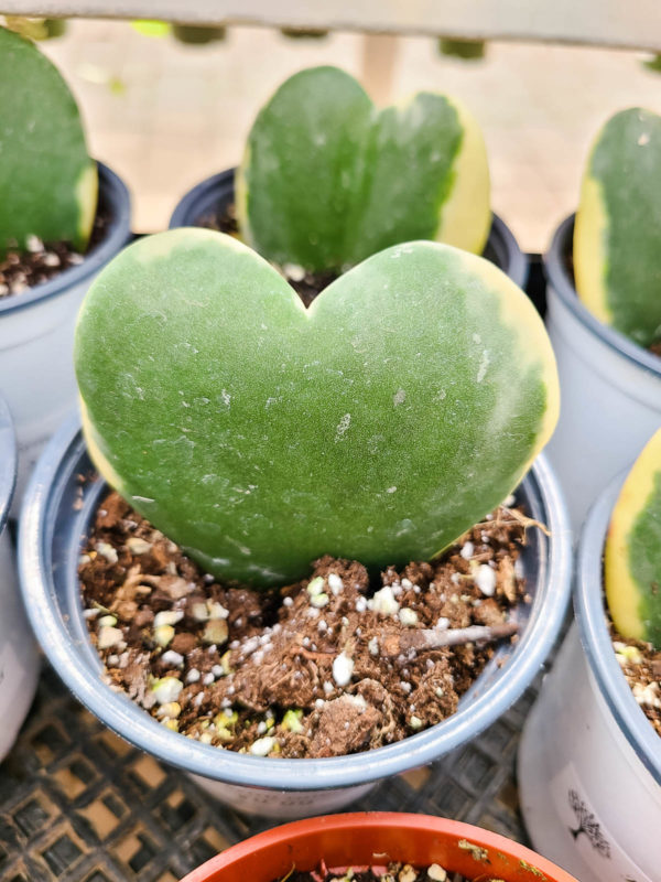 Sweetheart Hoya Variegated