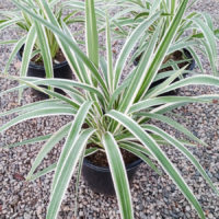 Variegated Flax Lily