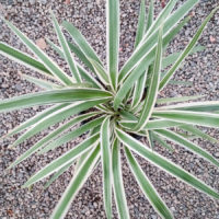 Variegated Flax Lily
