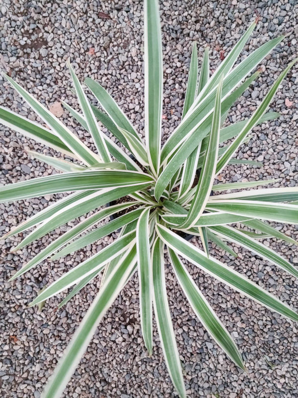 Variegated Flax Lily