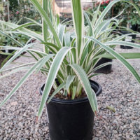 Variegated Flax Lily