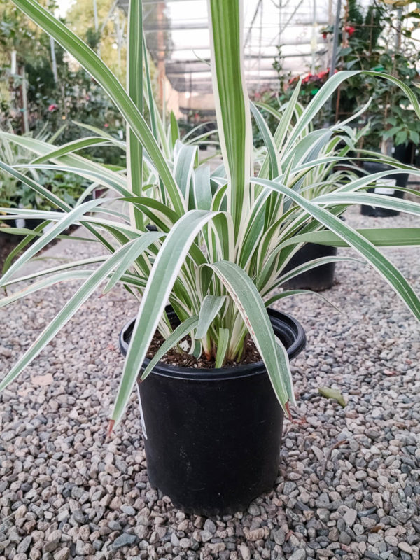 Variegated Flax Lily