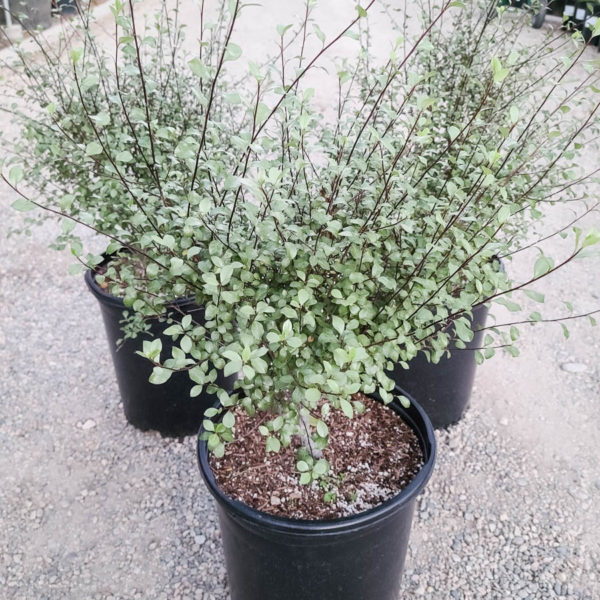 Silver Sheen Pittosporum