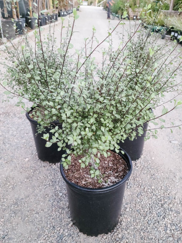 Silver Sheen Pittosporum