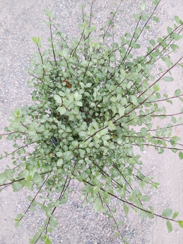 Silver Sheen Pittosporum