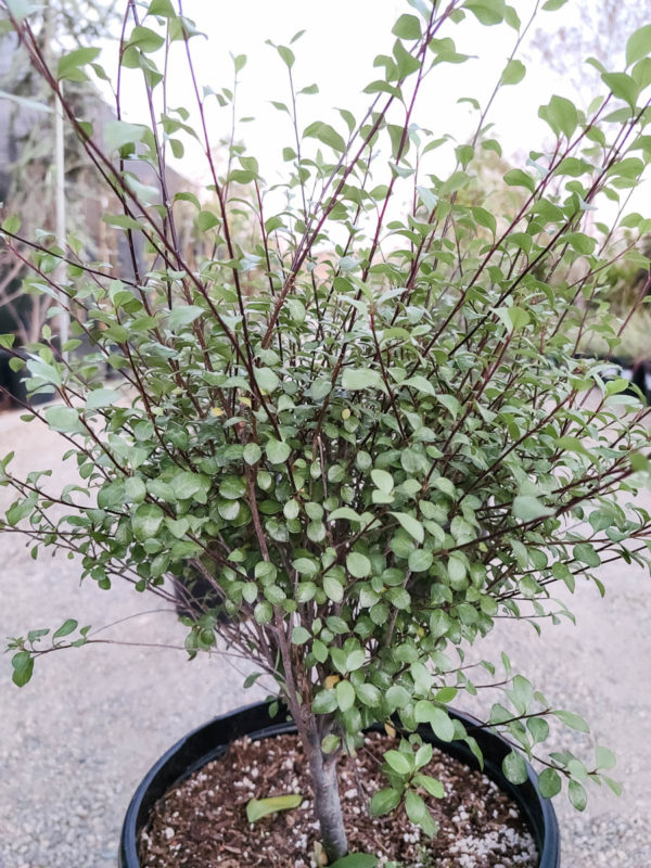 Silver Sheen Pittosporum