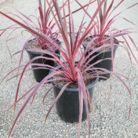 Salsa Cordyline