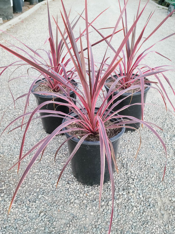 Salsa Cordyline