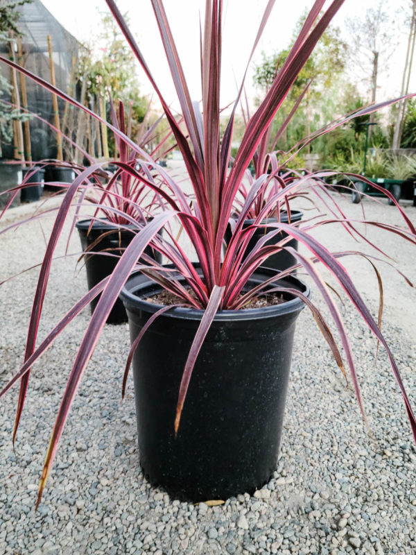 Salsa Cordyline