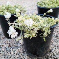 Variegated Sea Campion