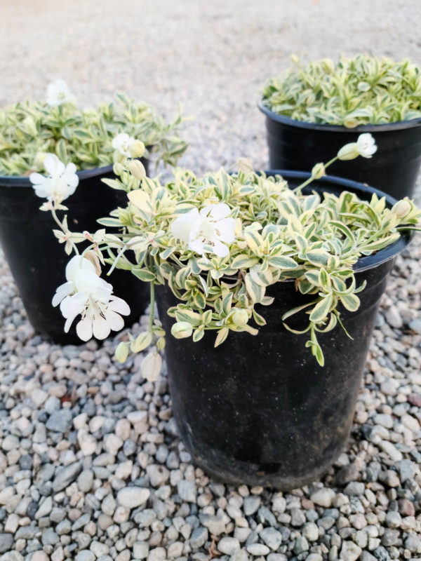 Variegated Sea Campion