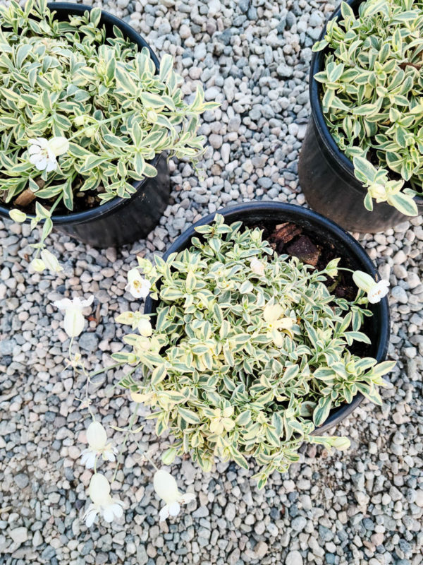 Variegated Sea Campion