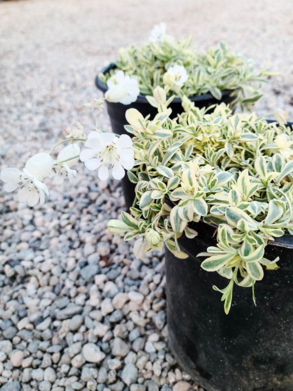 Variegated Sea Campion