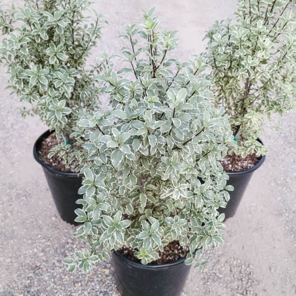 Marjorie Channon Pittosporum