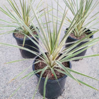 Torbay Dazzler Cordyline