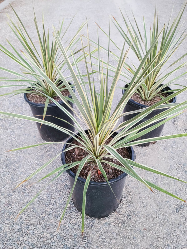 Torbay Dazzler Cordyline