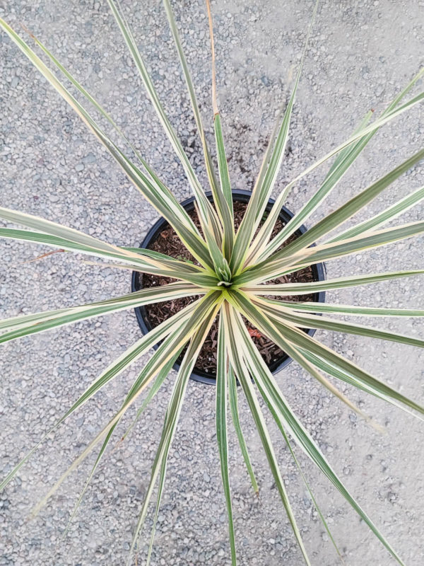 Torbay Dazzler Cordyline