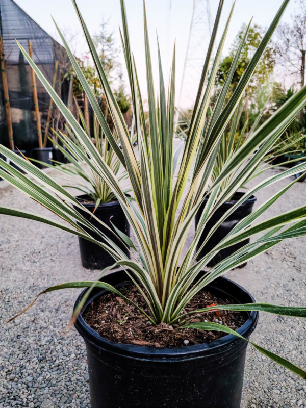 Torbay Dazzler Cordyline