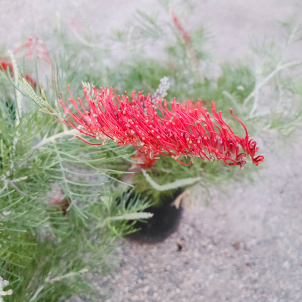 King’s Fire Grevillea