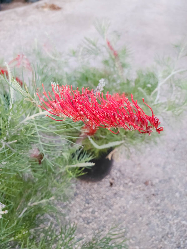 King’s Fire Grevillea