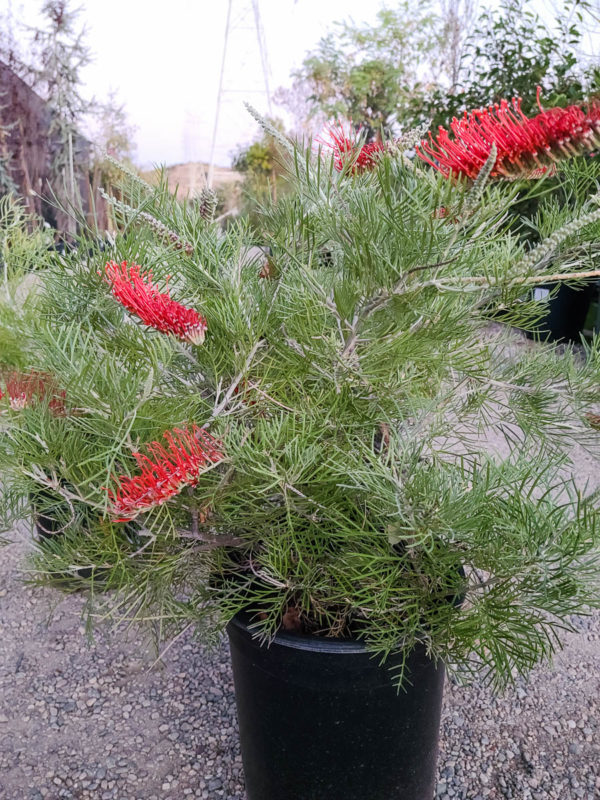 King’s Fire Grevillea