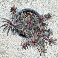 Ebony Conebush