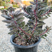 Ebony Conebush