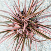 Sundowner Flax