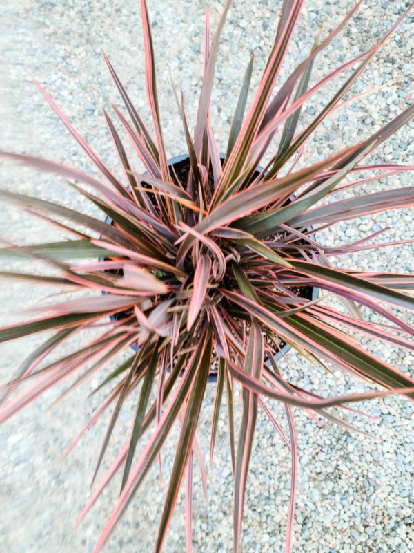 Sundowner Flax