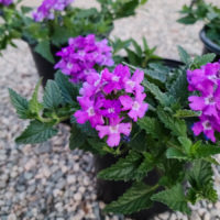 Superbena Violet Ice